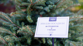 В Сочи в Татьянин день дали вторую жизнь новогодним елкам