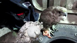 На Камчатке задержаны браконьеры, содержавшие в неволе редких птиц