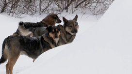 Район Новосибирска оккупирован огромной стаей бродячих собак