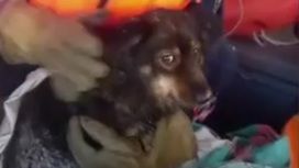 Едва не растерзанную воронами собаку спасли с острова в Новосибирске
