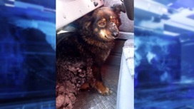 Замерзающую собаку спасли с необитаемого острова в Новосибирске