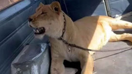 Сбежавшая от хозяина львица напала на женщину в Мексике