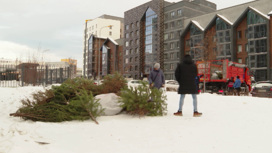 В Свердловской области с контейнерных площадок вывезено 4500 новогодних елок