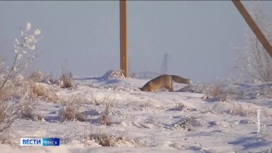 Омским охотникам разрешили отстреливать лисицу из-за угрозы бешенства