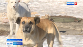 "Страшно за детей". Жители пригорода Хабаровска просят решить проблему с бездомными собаками