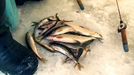 Предприимчивый арендатор сделал рыбалку для северодвинцев платной