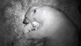 Белая медведица Герда новосибирского зоопарка вывела на публику двух новых малышей
