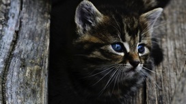 Выбросившего трех кошек с 16 этажа жителя Новосибирска будут судить за живодерство