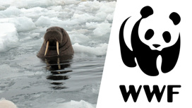 Иванов разоблачил WWF
