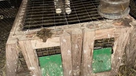 Житель Астрахани из мести похитил и съел 14 кроликов бывшей жены
