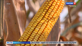 Экспорт семян кукурузы из КБР на 200 тонн превысил показатели прошлого года