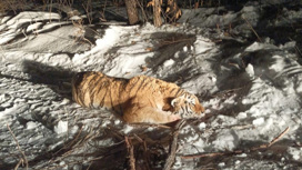 Охотники поймали и сняли на видео тигра, нападавшего на собак в Приморье