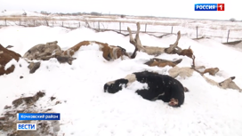 Из-за массового мора коров в районе Новосибирской области введен режим повышенной готовности