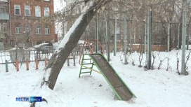 В Омске управляющие компании отказываются демонтировать старые деревья