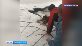 В Башкирии мужчина спас провалившуюся под лед собаку