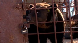 В Прикамье собирают средства для бывшей цирковой медведицы Туси