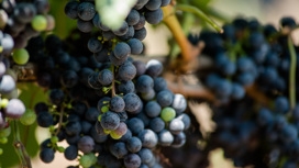На Кубани впервые проведут Всероссийский "виноградный" День поля