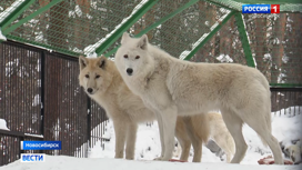 Животные Новосибирского зоопарка пробуждаются от зимней спячки