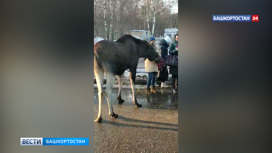 В Уфе засняли гуляющего по городу лося