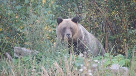 В Карелии начнется прием заявлений на добычу бурого медведя