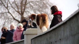 В Новороссийске люди позаботятся о собаках