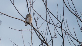 Самую маленькую сову Евразии заметили в лесах Челябинской области