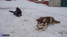 На ребенка в Томске напала стая собак