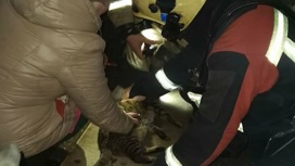 Три человека, кошка и собака были спасены на пожаре в Йошкар-Оле