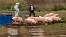 Жители Назарова не на шутку встревожены: их обязали сдать своих свиней из личных подворий на убой