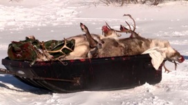 В Ненецком округе задержали браконьеров, которые застрелили пятерых оленей