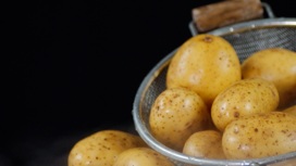 Эксперты объяснили, почему картофель надо есть молодым, холодным и в мундире