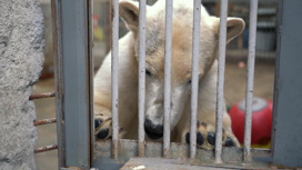 В Московском зоопарке поселилась медведица Айка