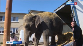 В Костромской цирк приехала индийская слониха
