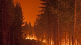 Режим ЧС введен в Омской области из-за лесных пожаров