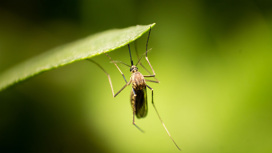 3 июня – День средств защиты от комаров