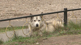 С нападениями бродячих собак хотят бороться с помощью штрафов и лицензирования