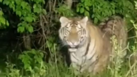 Приморцы сняли кадры встречи с несколькими тиграми в лесу