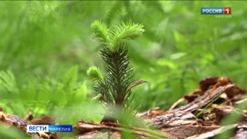 Полтысячи саженцев ели высадили сегодня в Петрозаводске