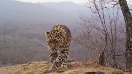 Дальневосточные леопарды впервые переехали на новую территорию