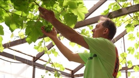 Тюменец вырастил на домашней плантации около 70 сортов винограда