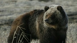 В Бурятии обитает медведь, который любит одуванчики