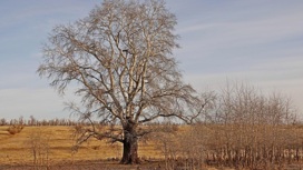 Белый тополь из Саратовского района включен в реестр старовозрастных деревьев России