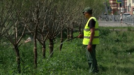 Подрядные организации Тюмени приступили к поливу более 20 тысяч зелёных насаждений