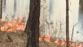 Спасатели и волонтеры продолжают бороться с лесными пожарами