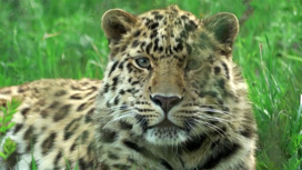 Первый дальневосточный леопард выпущен после неволи в дикую природу