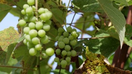 Виноградари Кубани получат больше миллиарда рублей субсидий