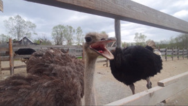 Австралийцы переехали в Ванино: страусиная ферма в Хабаровском крае получила пополнение