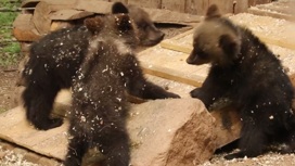 Спасенные в тюменском лесу медвежата подростают в тверском зоопитомнике