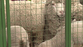 20 племенных хозяйств примут участие во Всероссийской выставке овец и коз в Чите