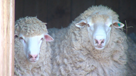 В Астраханской области 60 лет выводили уникальную породу овец
